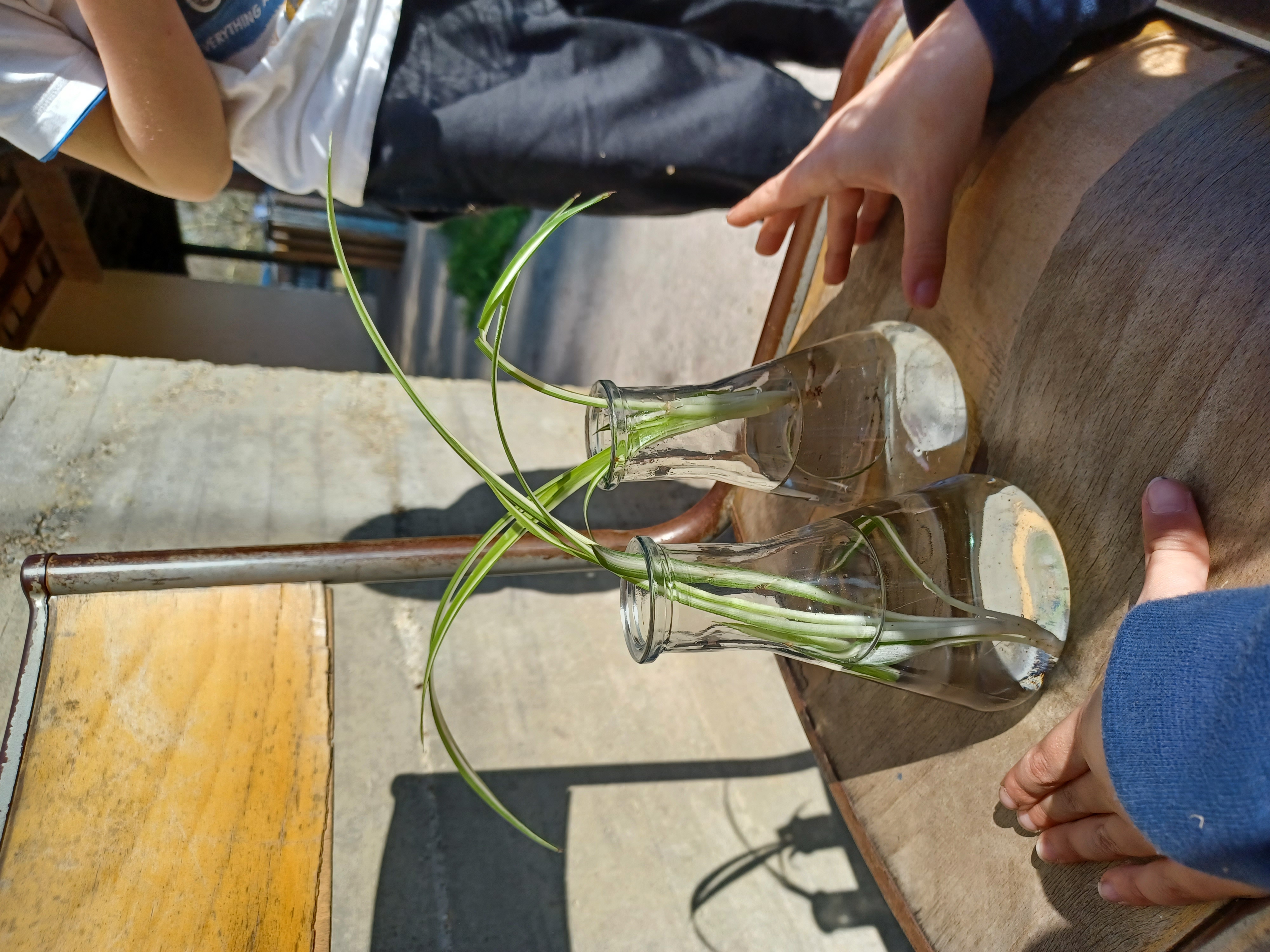 Atelier science des plantes