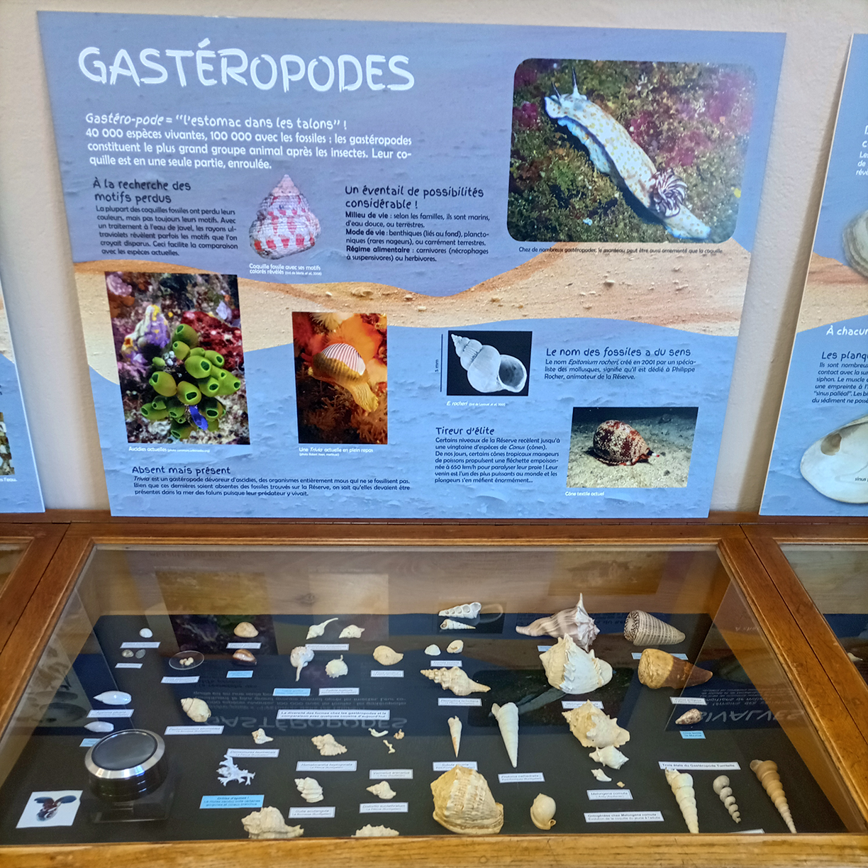Réalisation des panneaux du musée de la réserve géologique de Saucats-La brède (33)