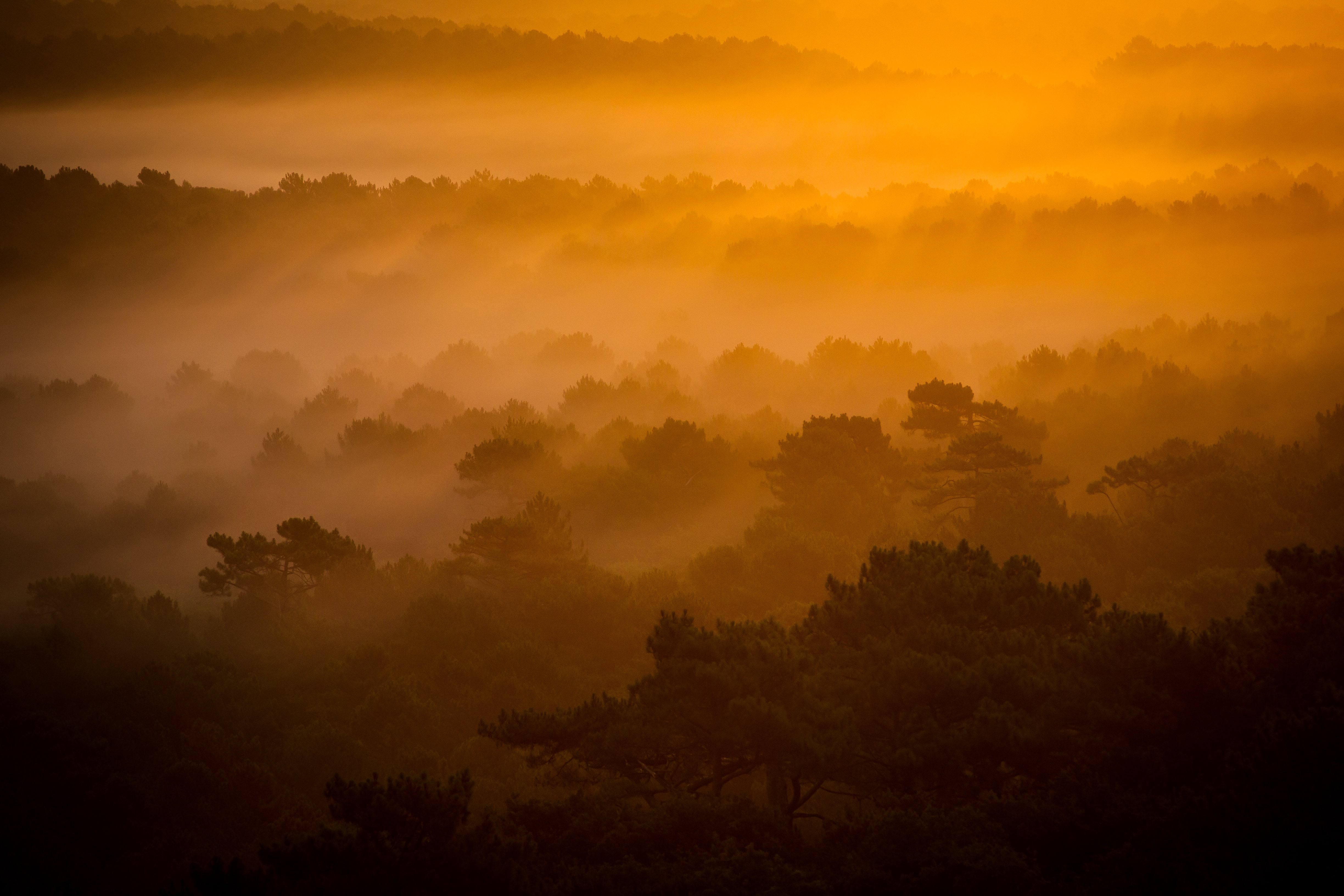 Lumière du matin sur la forêt depuis la dune du Pilat