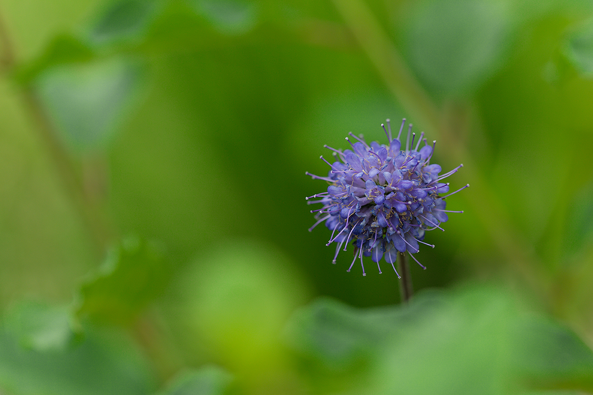 Fleur violette au milieu d'une végétation verte