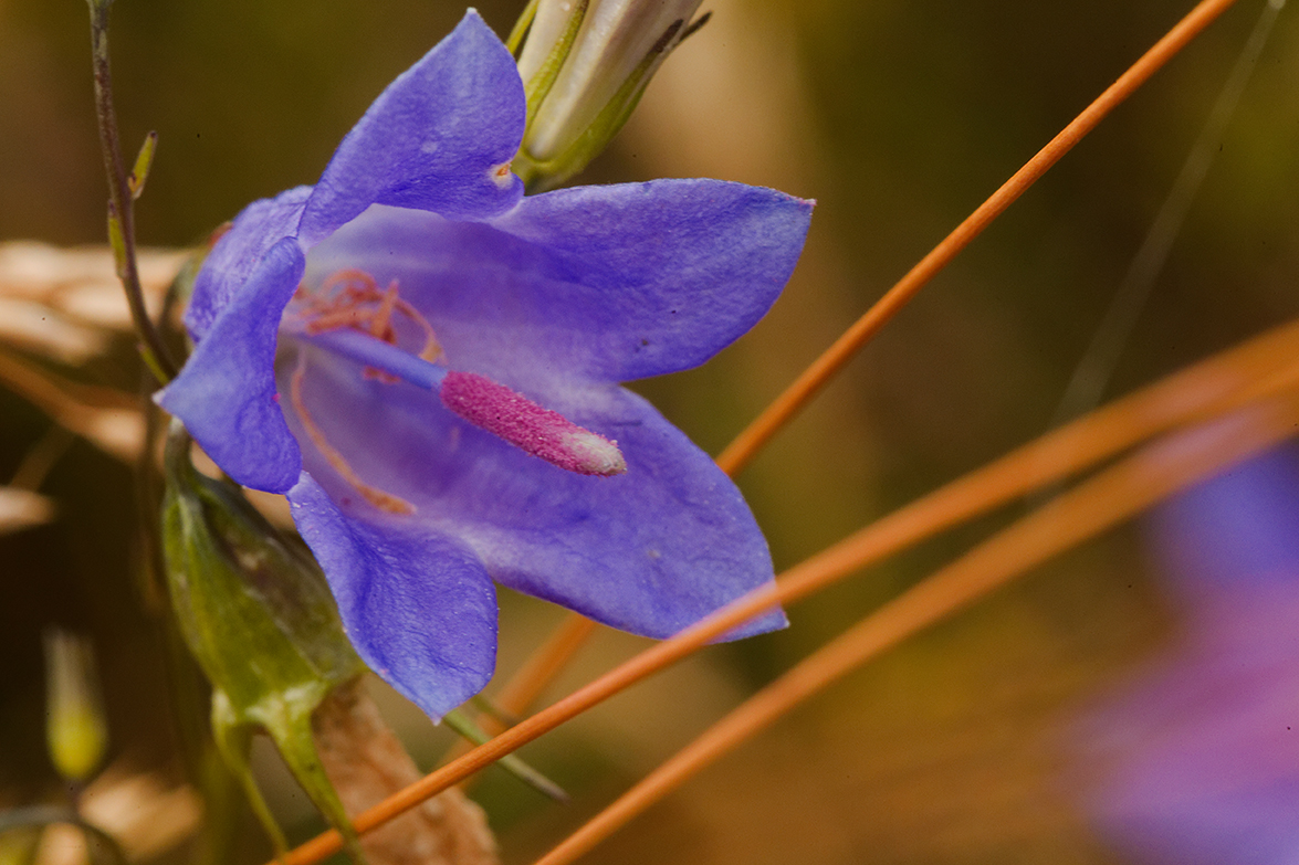Gros plan sur une fleur