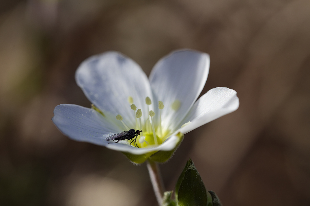 Insecte posé sur une fleur