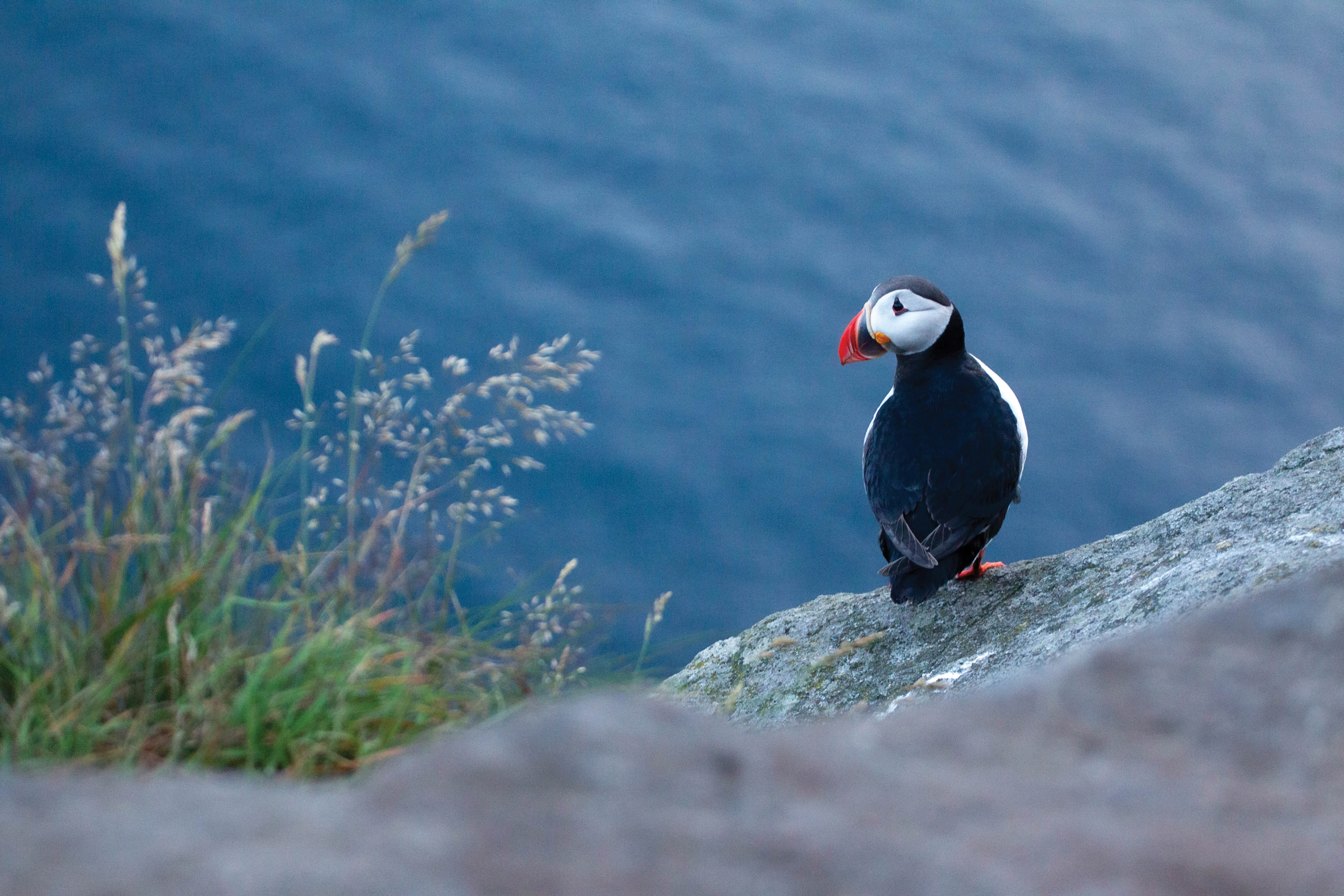 Macareux moine, oiseau marin