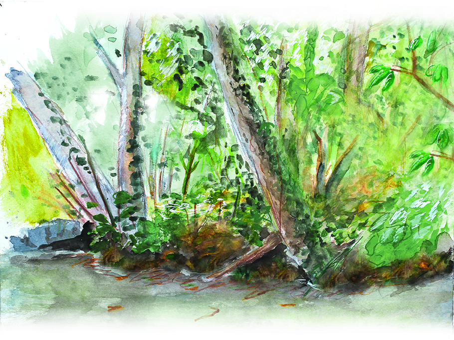 Illustration d'une ripisylve au bord d'un cours d'eau